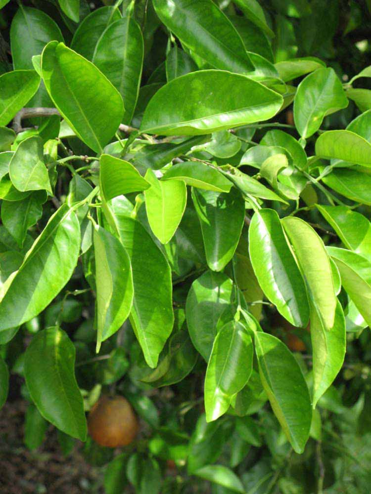              Sun leaves (Winter Haven, FL)       